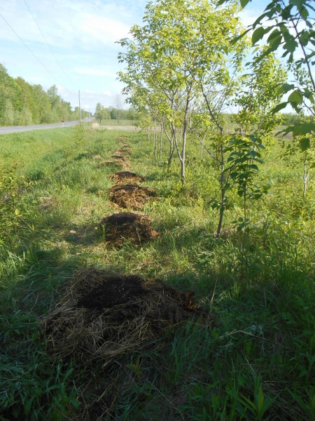 2013-01-01 2123 (450x600)