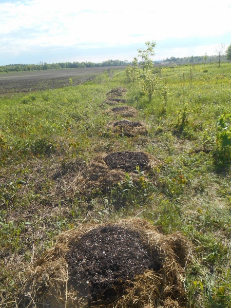 2013-01-01 2125 (450x600)