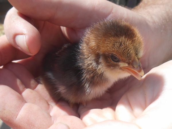 2013-01-01 2126 (600x450)