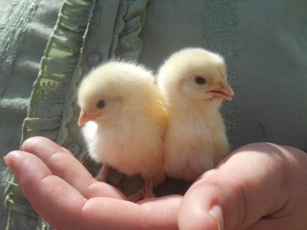 2013-01-01 2133 (600x449)