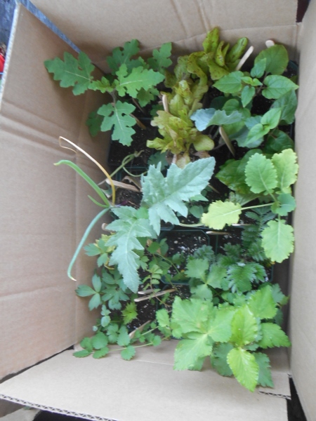 2013-01-01 2148 (450x600)