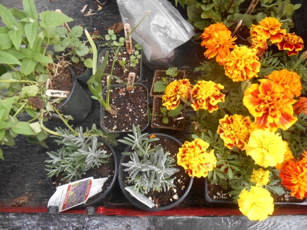 2013-01-01 2149 (600x450)