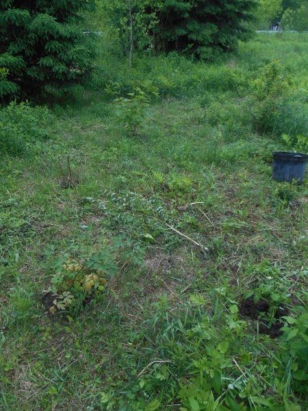 2013-01-01 2150 (450x600)