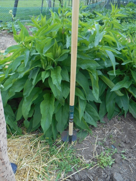 2013-01-01 2155 (450x600)