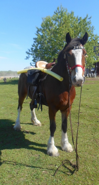 2013-01-01 2161 (323x600) (2)