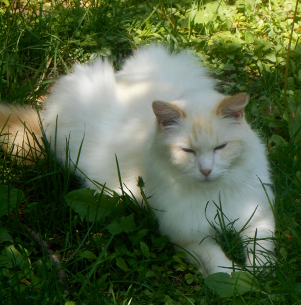 2013-01-01 2202 (591x600)