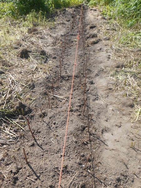 2013-01-01 2206 (450x600)