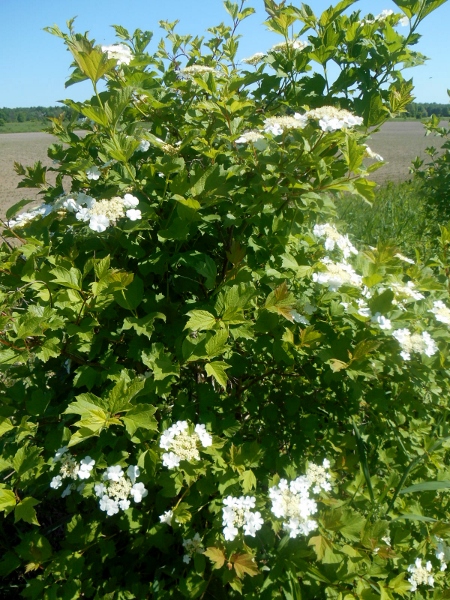 2013-01-01 2207 (450x600)