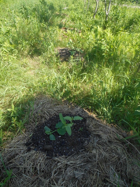 2013-01-01 2209 (450x600)