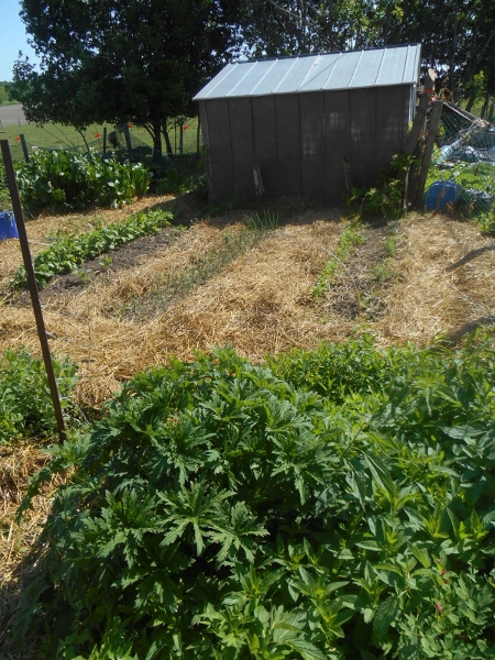 2013-01-01 2210 (450x600)