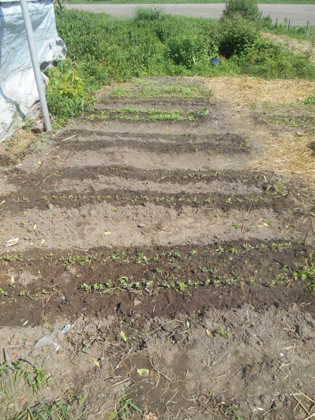 2013-01-01 2211 (450x600)