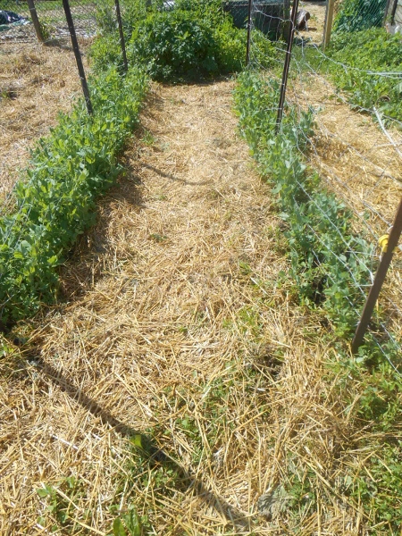 2013-01-01 2216 (450x600)