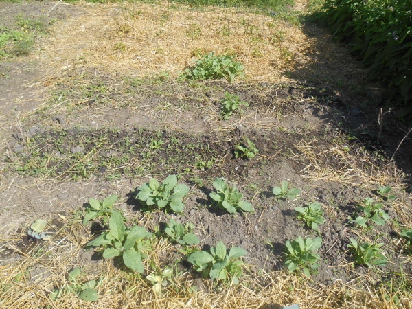 2013-01-01 2220 (600x450)