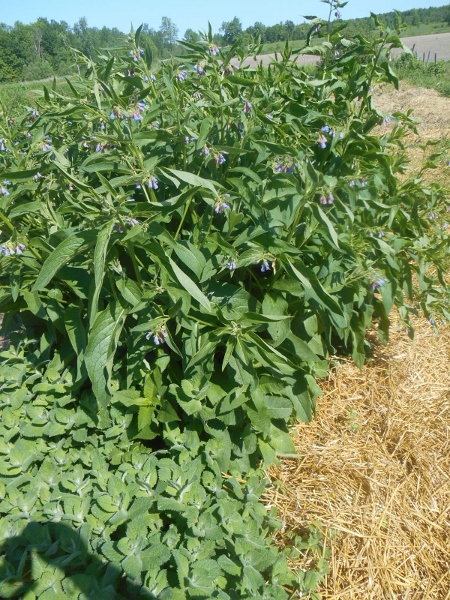 2013-01-01 2224 (450x600)