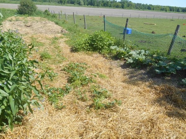 2013-01-01 2226 (600x450)