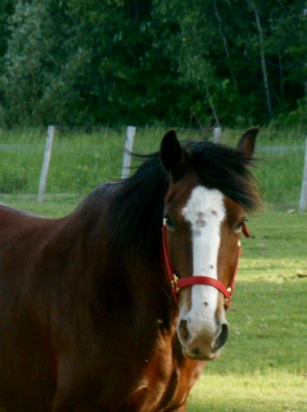 2013-01-01 2231 (447x600)