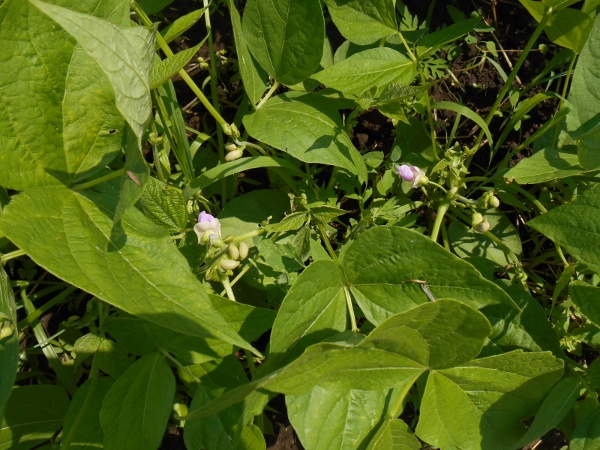 2013-01-01 2330 (600x450)