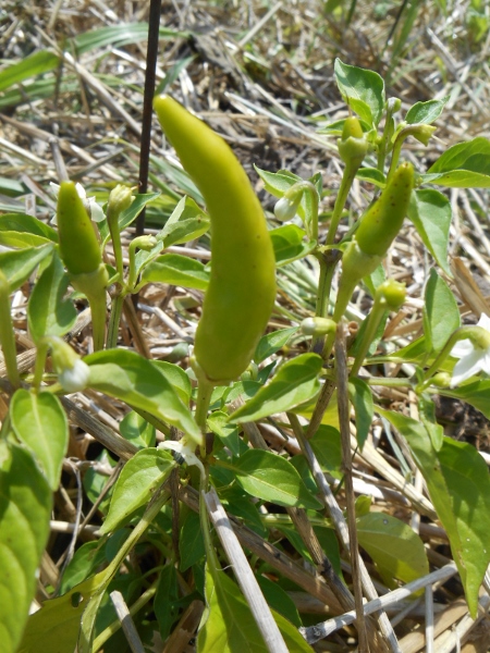 2013-01-01 2331 (450x600)