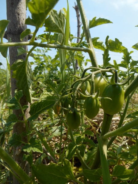 2013-01-01 2332 (450x600)