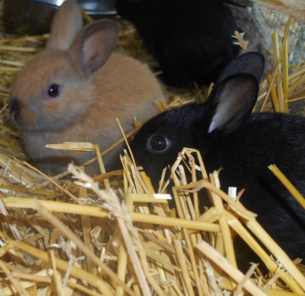 2013-01-01 2333 (600x582)