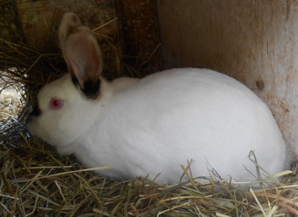 2013-01-01 2335 (600x438)