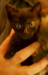 2013-01-01 2439 (383x600)