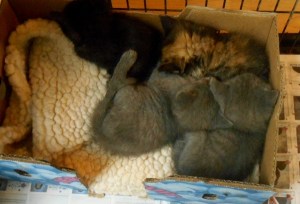 2013-01-01 2442 (600x409)