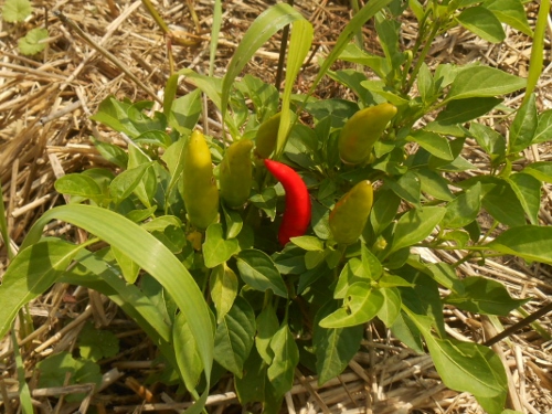 2013-01-01 2477 (500x375)