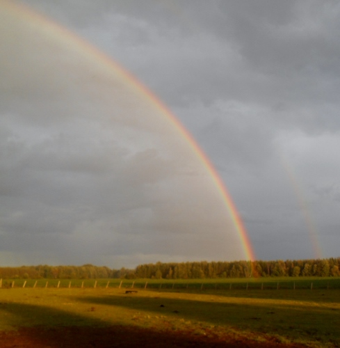 2013-01-01 2495 (489x500)