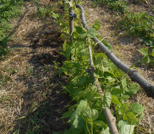 2013-01-01 2520 (500x436)