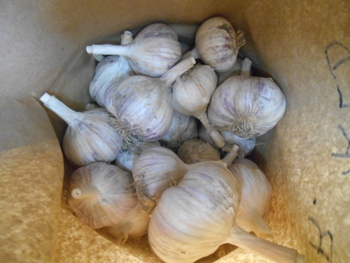 2013-01-01 2548 (500x375)