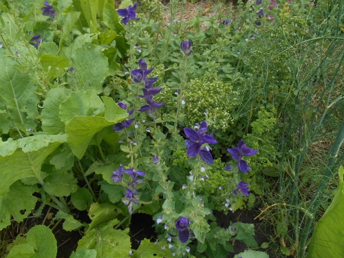 2013-01-01 2552 (500x375)