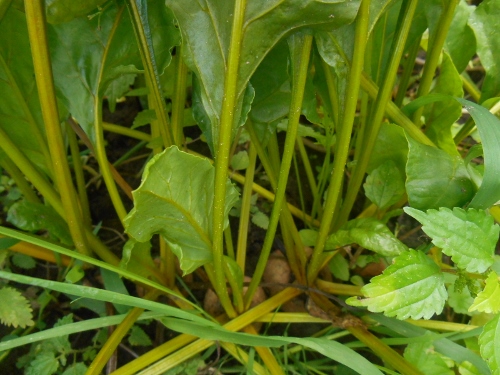 2013-01-01 2553 (500x375)