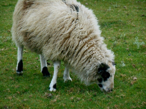 2013-01-01 2585 (500x375)