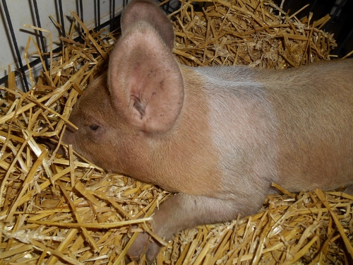 2013-01-01 2595 (500x375)