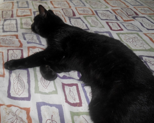 2013-01-01 2624 (500x400)