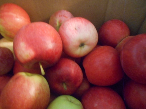 2013-01-01 2643 (500x375)