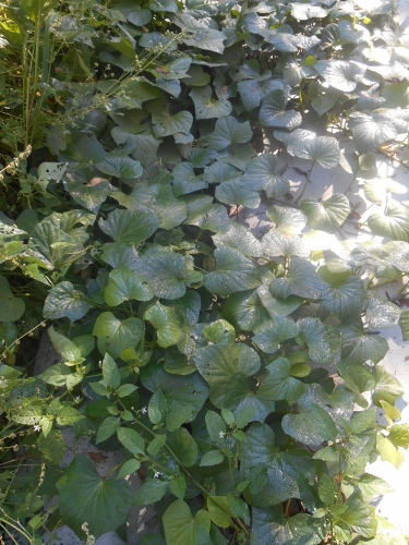 2013-01-01 2656 (375x500)