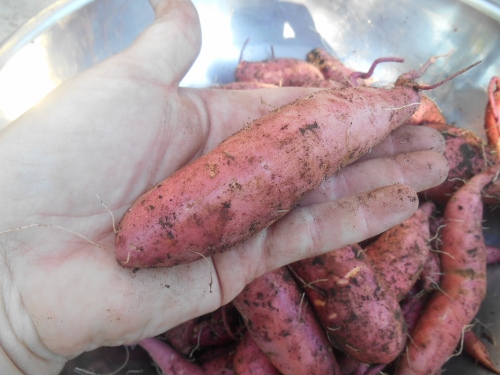 2013-01-01 2661 (500x375)