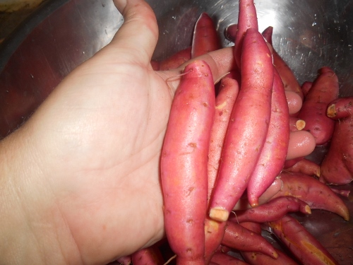 2013-01-01 2665 (500x375)