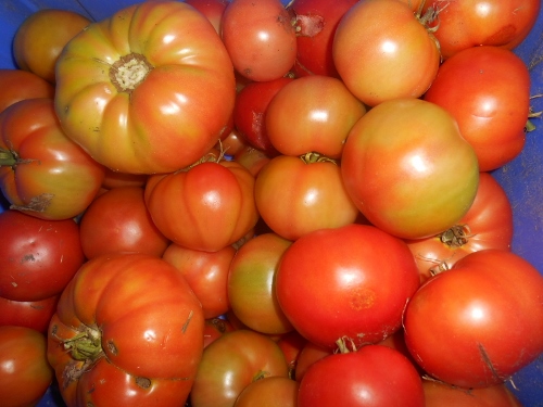 2013-01-01 2671 (500x375)