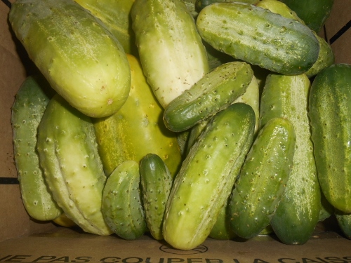 2013-01-01 2672 (500x375)