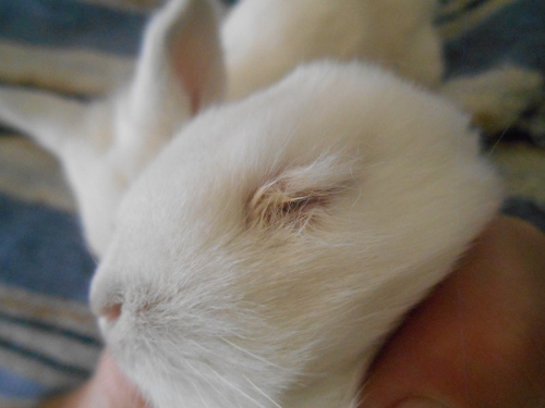 2013-01-01 2673 (500x375)