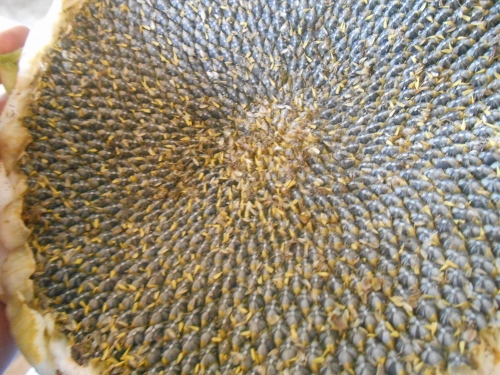 2013-01-01 2678 (500x375)