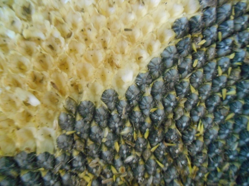 2013-01-01 2679 (500x375)