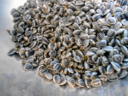 2013-01-01 2681 (500x375)