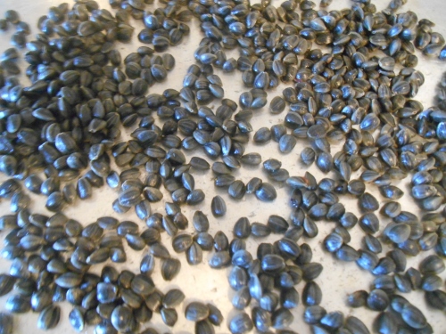 2013-01-01 2682 (500x375)