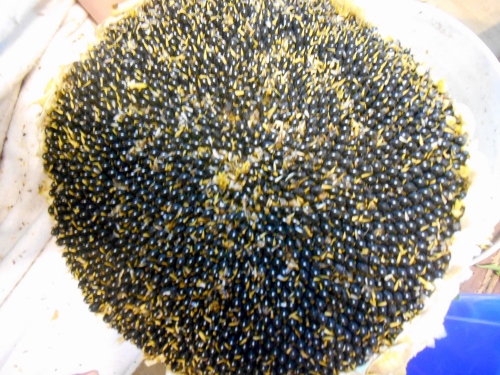 2013-01-01 2706 (500x375)