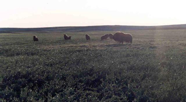 529609_143175125809208_88407917_n