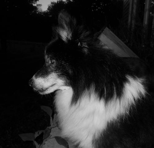 10494527_563648327095217_2929423366185514194_n